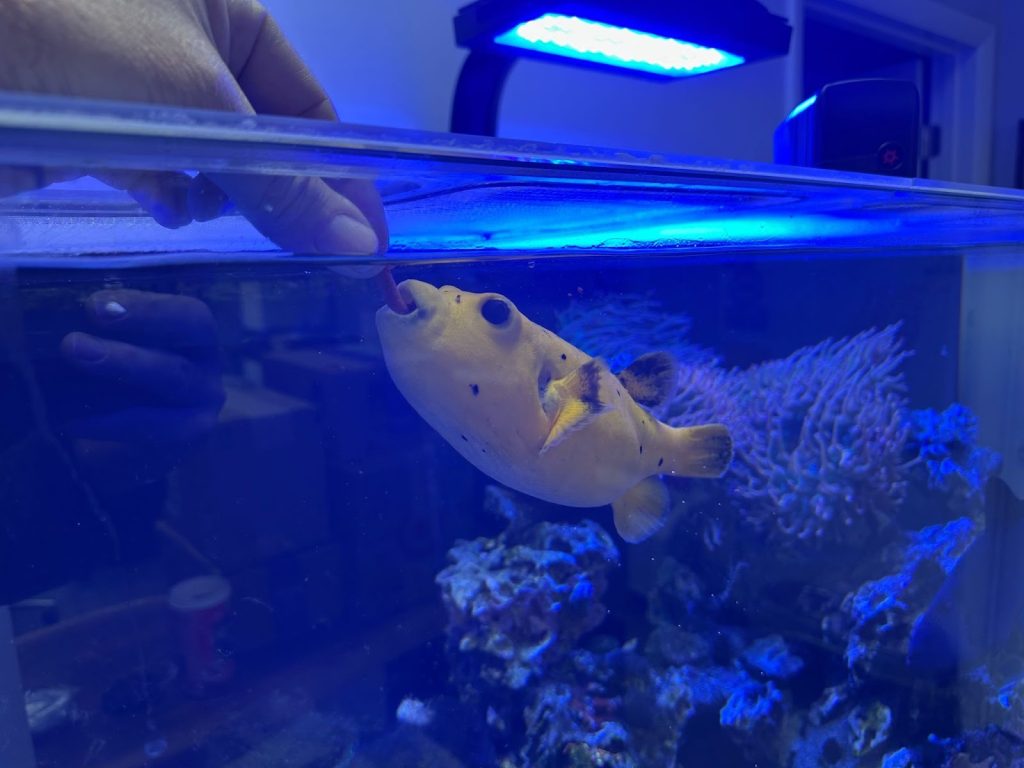 A healthy (and hungry) Puff