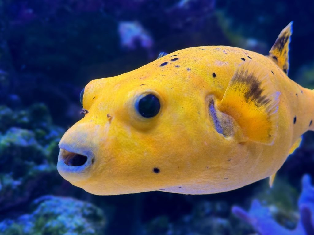 Puff, the Golden Puffer